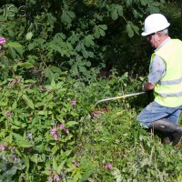 Himalayan Balsam